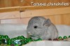 Амиго