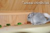 Амиго