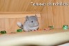 Амиго