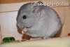 Амиго