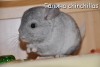 Амиго
