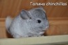 Амиго