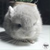 Дакота Моррис 