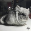Честер Моррис