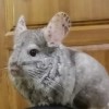 Купер