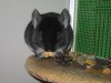 2 мес и 3 недели