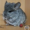 Василиска