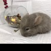 Бакс