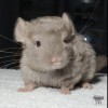 ЕС Оливка