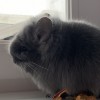 Молли