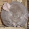 Мокко