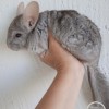 СИ Иллюзион