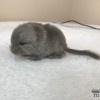 Крошка