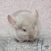 Мая