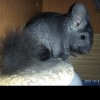 Кетвин