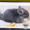 фиона