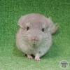 Олаф