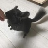 Окча