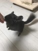 Окча