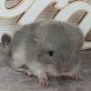 Панкейк