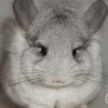 Кохана