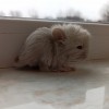 Рокфор