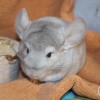 Ким
