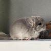 Каталея 