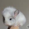 Перс 
