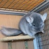 Пончик Хит