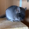 Кексик Хит