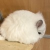 Князюшка Хит