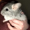 Сем