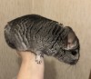 6 мес