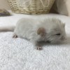 Крис