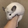 6 мес