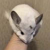 6 мес