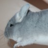 Одис