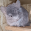Грей 