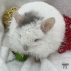 Крис
