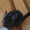 Мика