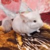 Ханна