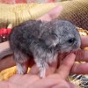 Ника