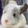 Нафаня