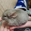 Саймон_Эм МХ