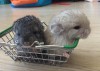 Грэй с братом Мотей