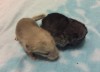 Грэй с братом Мотей