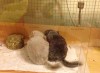 Мотя с братом
