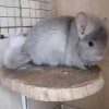 АнвИ Клим