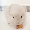 Ванилька